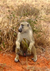 Papio cynocephalus (Yellow Baboon) sitting by the side of a dirt road in Tsavo East National Park, Kenya.
