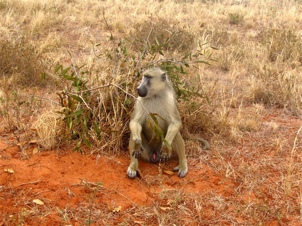Papio cynocephalus (Yellow Baboon) sitting by the side of a dirt road in Tsavo East National Park, Kenya.