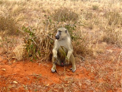 Papio cynocephalus (Yellow Baboon) sitting by the side of a dirt road in Tsavo East National Park, Kenya.