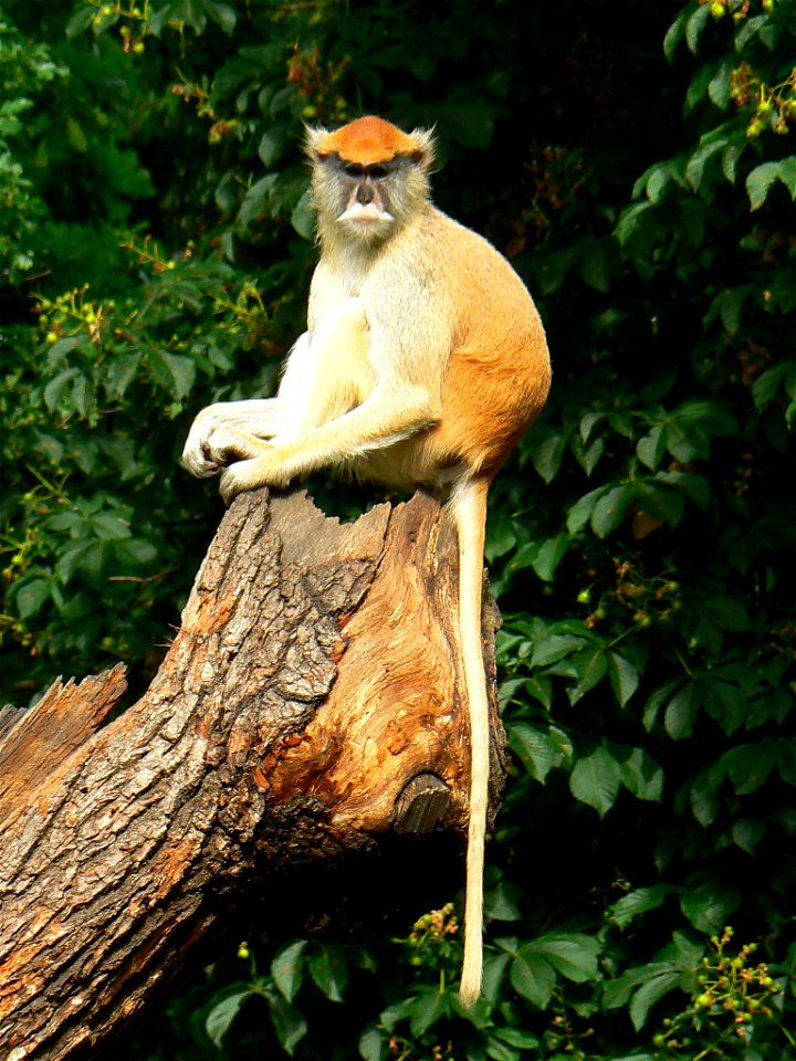 Patas Monkey at Zoo Ohrada, Hluboká nad Vltavou, Czech Republic