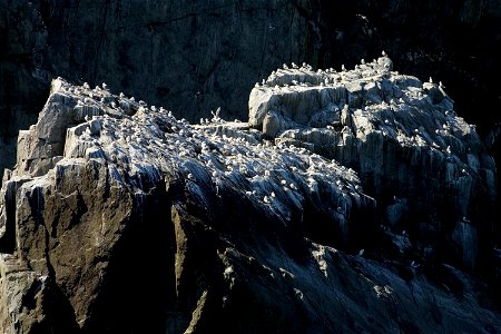 Big Koniuji Black-legged Kittiwake colony