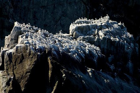 Big Koniuji Black-legged Kittiwake colony photo