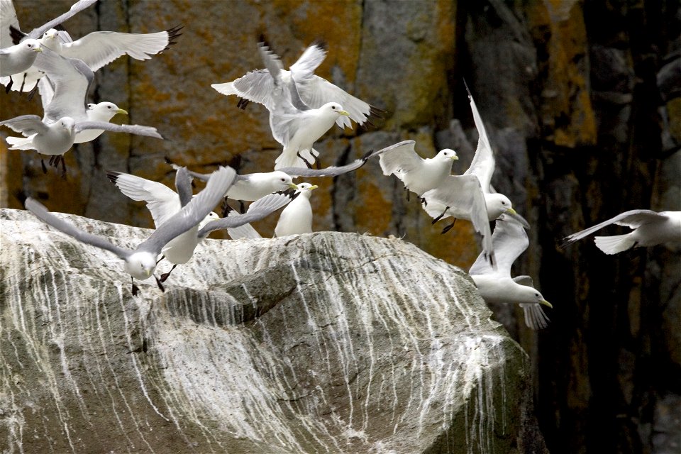 Black-legged kittiwakes flying near cliff
