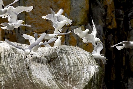 Black-legged kittiwakes flying near cliff photo