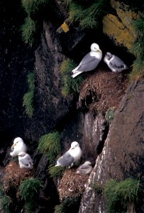 Black-legged kittiwakes on Hall Island