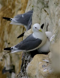 Kittiwake Colony, Seaford, East Sussex,UK. By Richard Wilkins, 2006. photo