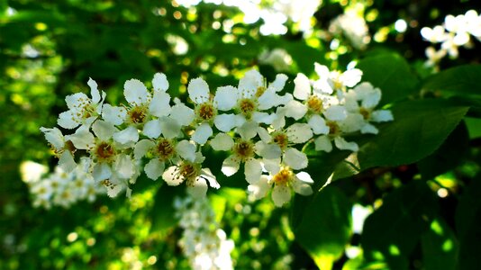 Garden leaf tree photo