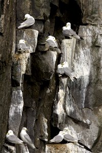 Black-legged Kittiwake nests, Castle Rock, Shumagin Islands photo