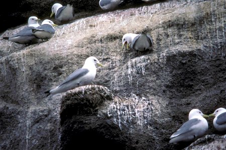 Black-legged Kittiwakes Nesting. (Rissa tridactyla)