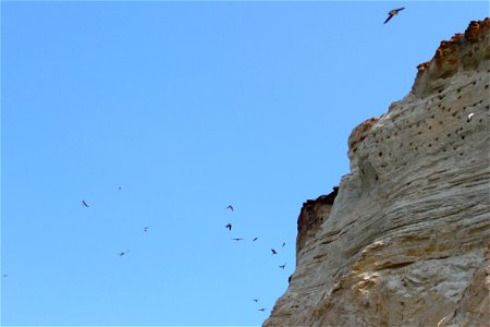Sand Martin colony on the cliffs at peninsula Darss near Ahrenshoop, Mecklenburg-Vorpommern, Germany.