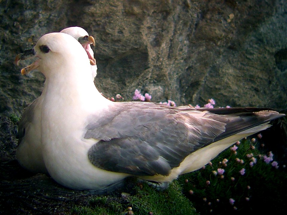 Description du contenu : fulmars sur les falaises à Ouessant

   * Source : « œuvre personnelle » 
   * Date de création : 27/05/06
   * Author : AS Gadot

    * Permissi