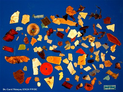 Photo shows all of the pieces of plastic that were removed from the stomach of a single north fulmar, a seabird, during a necropsy at the National Wildlife Health Lab.  Photo:  Carol Meteyer, USGS