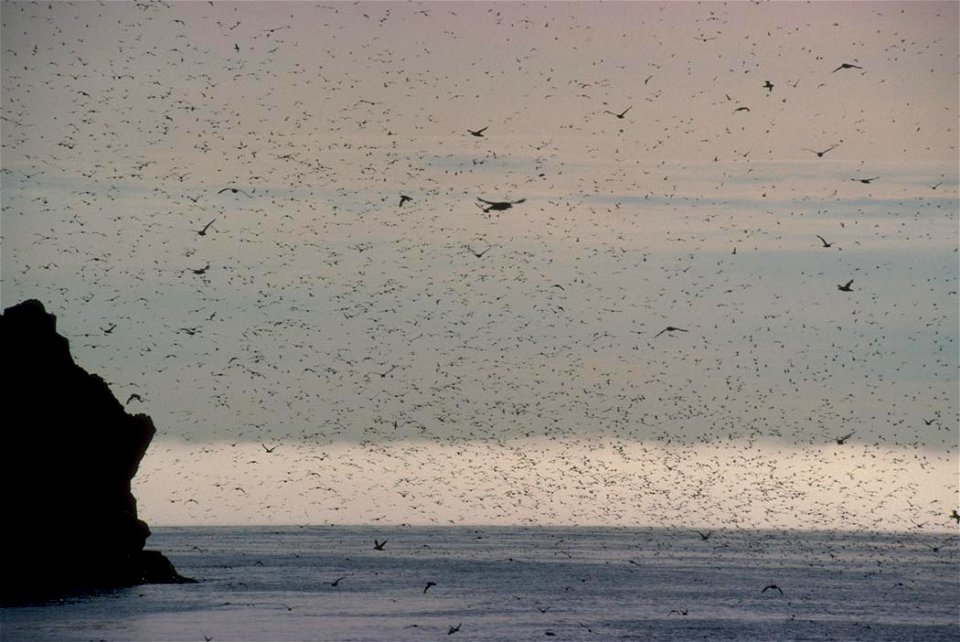 Concentration de Fulmarus glacialis (Fulmar boréal)
