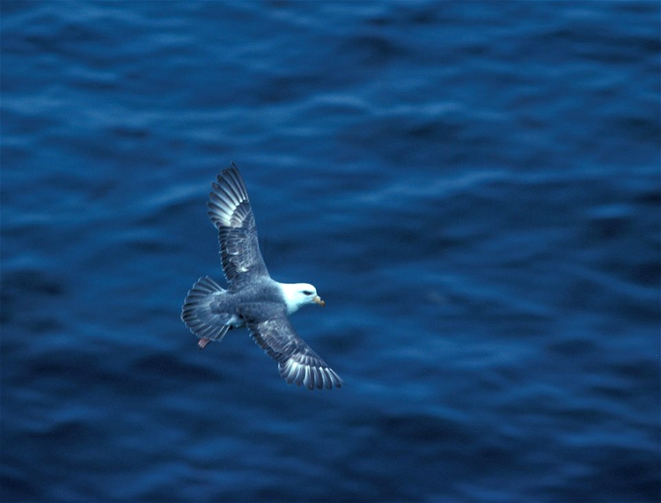 Fulmarus glacialis en vol (Iles Aléoutiennes)