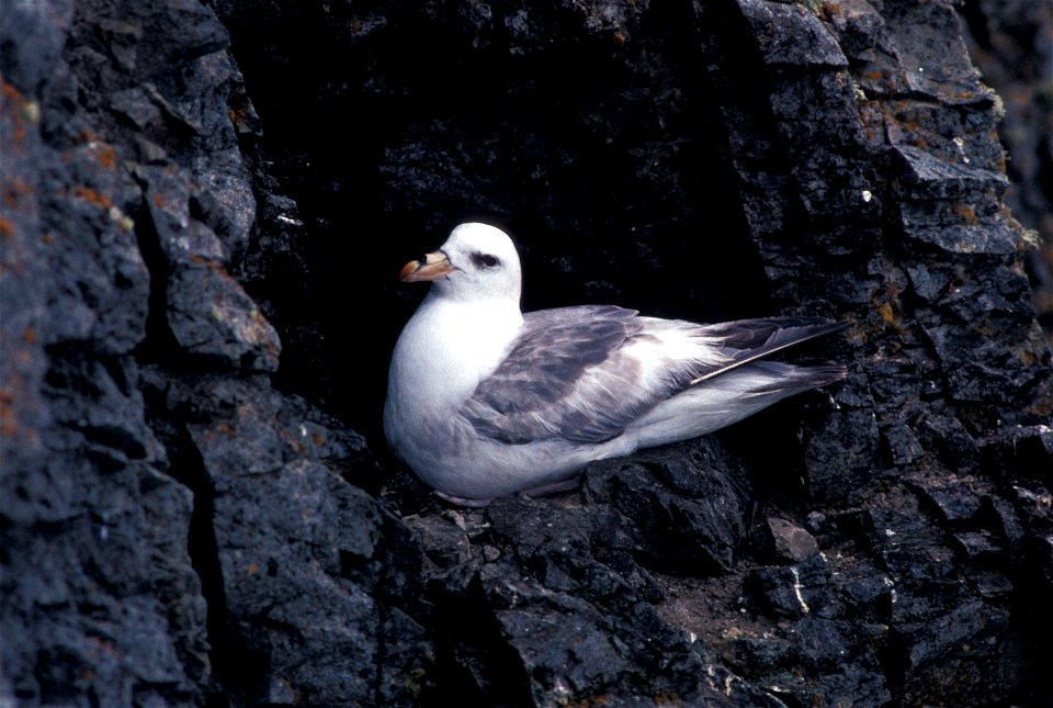 Northern Fulmar light phase (Fulmaris glaciallis) [1]