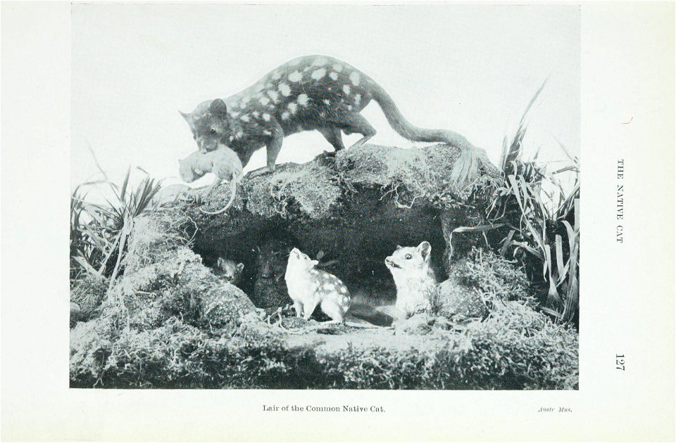 The animals of Australia : animals, reptiles and amphibians /