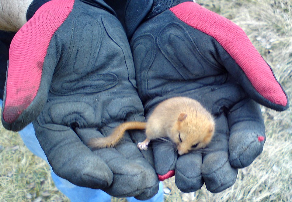 Hazel Dormouse (Muscardinus avellanarius) caught by a dog. Taken away from the dog - alive - and set free.