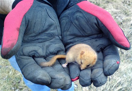 Hazel Dormouse (Muscardinus avellanarius) caught by a dog. Taken away from the dog - alive - and set free.