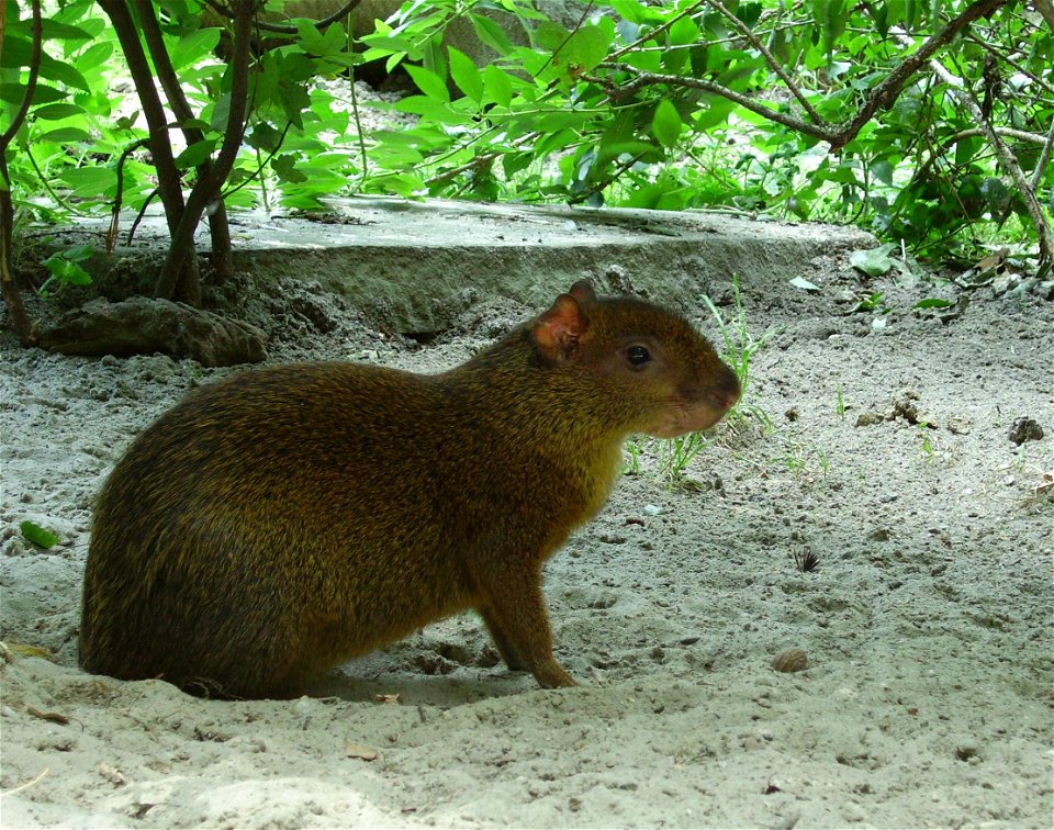 Aguti středoamerický, ZOO Ostrava