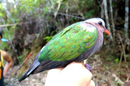 Chalcophaps indica
