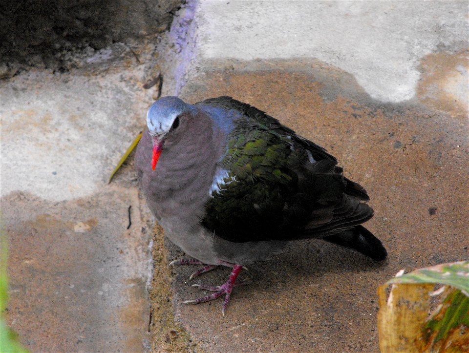 Chalcophaps indica, the Emerald Dove, at the San Diego Zoo, California, USA.