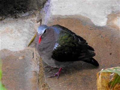 Chalcophaps indica, the Emerald Dove, at the San Diego Zoo, California, USA.