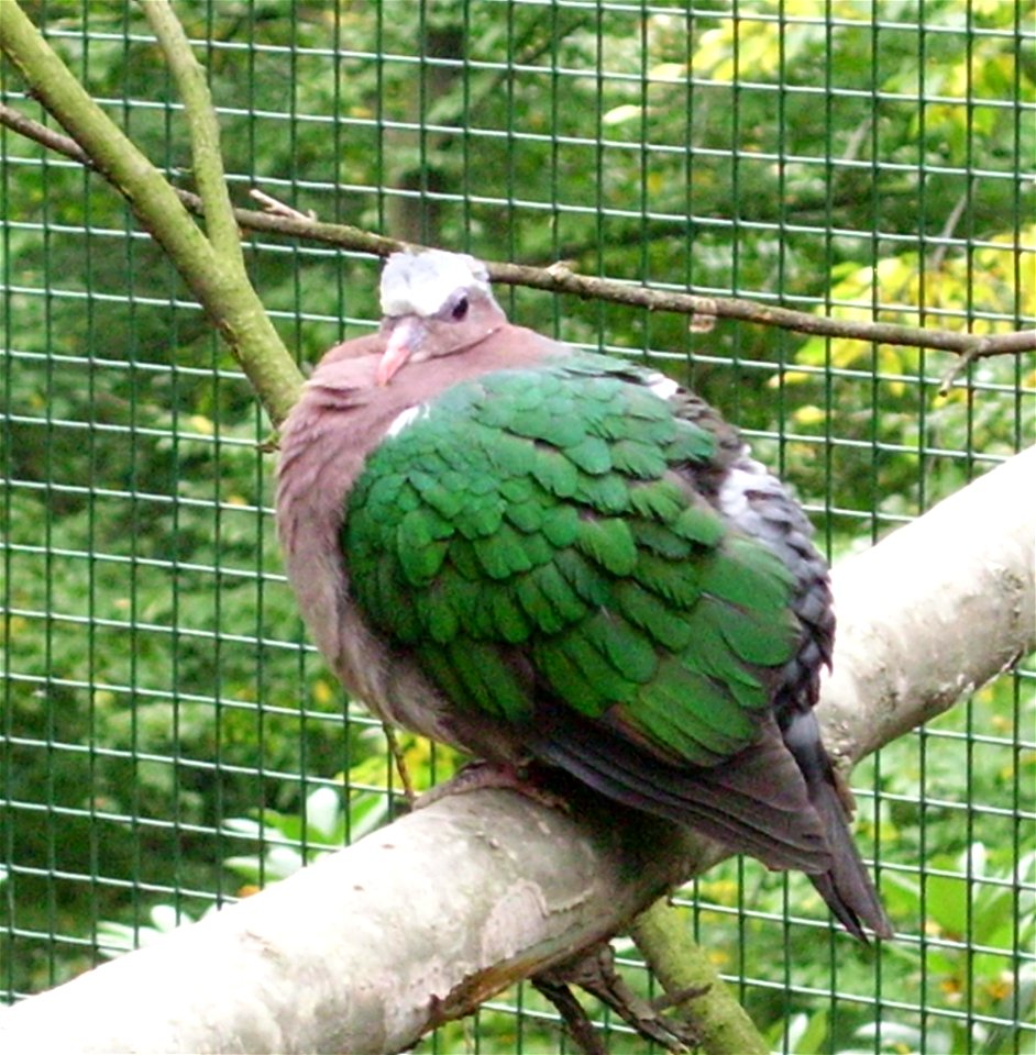 Holub zelenokřídlý; ZOO Ostrava