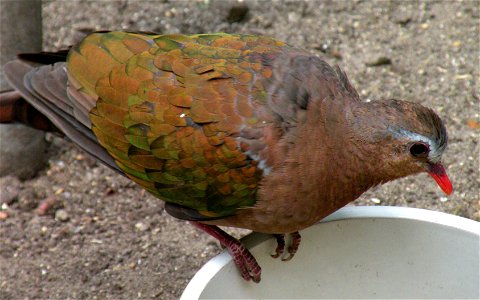 A Emerald Dove (Chalcophaps indica) in the Filipijnenhal van Avifauna in Alphen aan de Rijn, The Netherlands