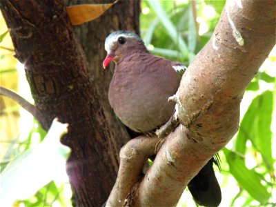 A Emerald Dove (Chalcophaps indica) in the Filipijnenhal van Avifauna in Alphen aan de Rijn, The Netherlands