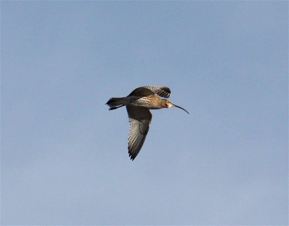 Eurasian Curlew (Numenius arquata) in flight in Oulu, Finland.