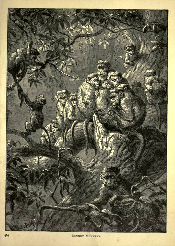 BONNET MONKEYS.