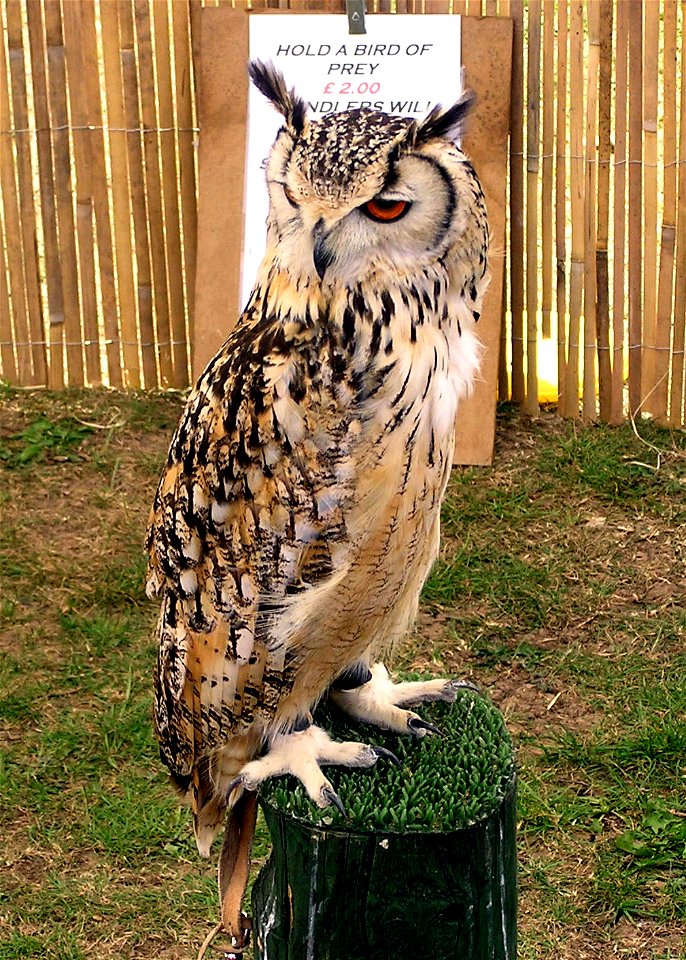 Bengal Eagle Owl Bubo bengalensis at Avon Valley Wildlife Park, Bristol, England. Also called Indian Eagle Owl and Rock Eagle Owl
