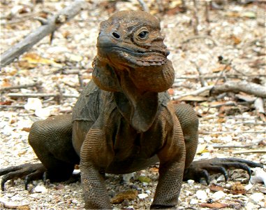 Male Rhinoceros Iguana, Pedernales Province, Dominican Republic