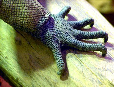 Rhino iguana (Cyclura cornuta) claw, at Bristol Zoo, Bristol, England.