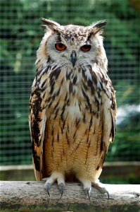 Photo of a Bengalese Eagle Owl (Bubo bengalensis)
