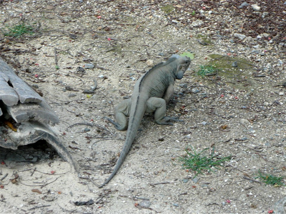 Cyclura cornuta (Rhinoceros Iguana) in captivity near Punta Cana, Domincan Republic.