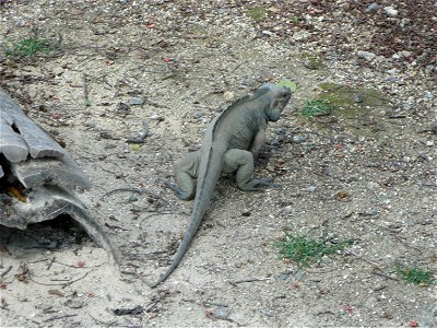 Cyclura cornuta (Rhinoceros Iguana) in captivity near Punta Cana, Domincan Republic.
