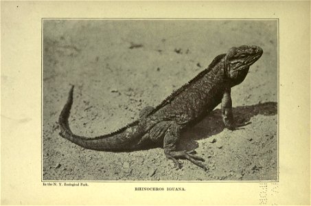 The American natural history; a foundation of useful knowledge of the higher animals of North America, photo