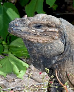Cyclura cornuta stejnegeri