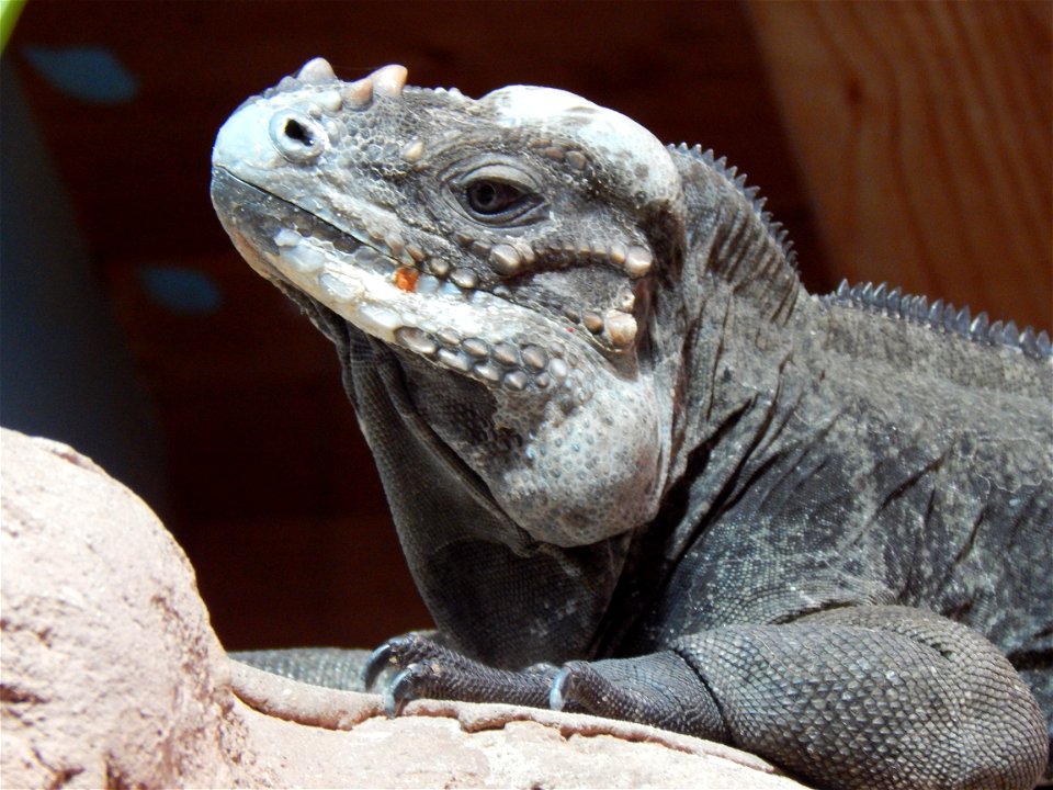 Portrait of a rhinoceros iguana (Cyclura cornuta) in the fossilium of the Tierpark Bochum, Germany.