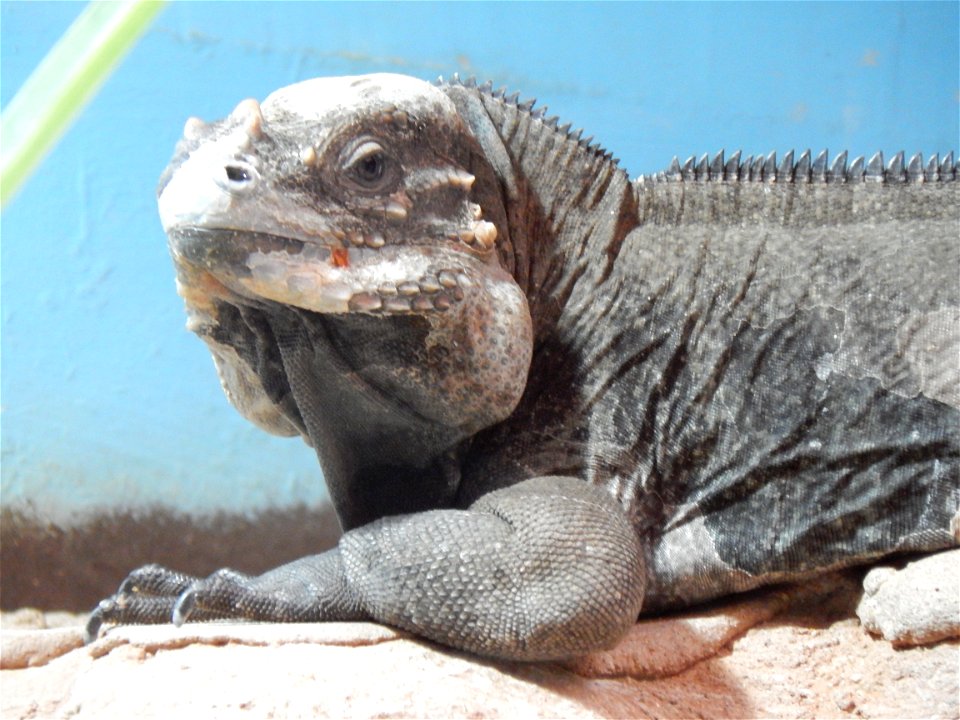 Portrait of a rhinoceros iguana (Cyclura cornuta) in the fossilium of the Tierpark Bochum, Germany.