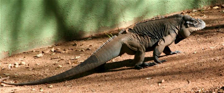 Rhinoceros Iguana (Cyclura cornuta).  Photographed at the Phoenix Zoo, Phoenix, AZ.