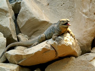 Nashornleguan im Tierpark Dählhölzli in Bern