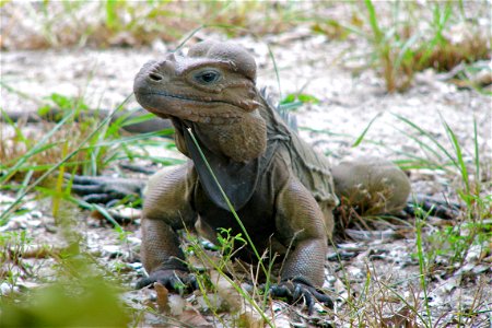 Scientific name:  Cyclura cornuta stejnegeri
Common name   Mona Island Iguana
Common name Spanish:  Iguana de Mona
Status:  Threatened
Listed on February 3, 1978
Location:  Puerto Rico
Photo by Mike M
