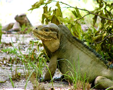 Cyclura cornuta stejnegeri
