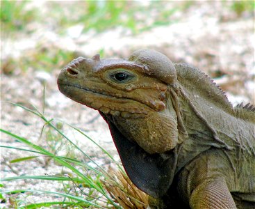 Scientific name:  Cyclura cornuta stejnegeri
Common name   Mona Island Iguana
Common name Spanish:  Iguana de Mona
Status:  Threatened
Listed on February 3, 1978
Location:  Puerto Rico
Photo by Mike M