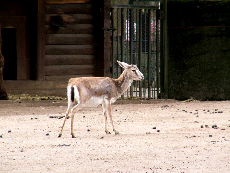 Gazella subgutturosa subgutturosa, Geiß, Persische Kropfgazelle, aufgenommen in Hagenbecks Tierpark, Hamburg, Deutschland.