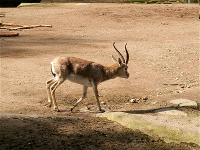 Gazella subgutturosa subgutturosa, Bock, Persische Kropfgazelle, aufgenommen in Hagenbecks Tierpark, Hamburg, Deutschland.