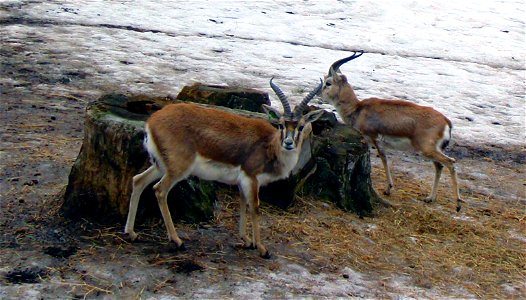 Goitered Gazelle (Gazella subgutturosa) at Korkeasaari Zoo.