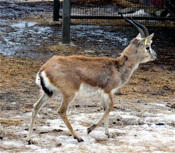 Goitered Gazelle (Gazella subgutturosa) at Korkeasaari Zoo. photo